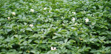 Çiçek açan patates bitkilerinin yatağı. Ev yapımı bahçede yetişen bir parça Solanum tüberosum bitkisi. Kapatın. Organik tarım, sağlıklı yiyecekler, BIO videoları, doğa konseptine dönüş..