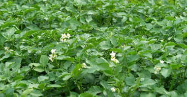 Çiçek açan patates bitkilerinin yatağı. Ev yapımı bahçede yetişen bir parça Solanum tüberosum bitkisi. Kapatın. Organik tarım, sağlıklı yiyecekler, BIO videoları, doğa konseptine dönüş..