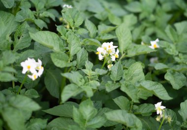 Patates bitkisinin beyaz çiçeği. Solanum tüberosum 'un güzel beyaz ve sarı çiçekleri ev yapımı bahçede yetişiyor. Kapatın. Organik tarım, sağlıklı yiyecekler, BIO virüsleri, doğaya dönüş..