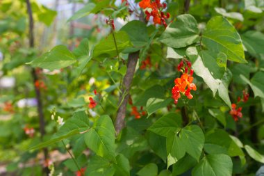 Kırmızı ve beyaz fasulye çiçekleri (Phaseolus coccineus) ev yapımı bahçedeki yeşil bitkiler üzerinde çiçek açıyor. Makro yakın plan. Organik tarım, sağlıklı yiyecekler, BIO videoları, doğa konseptine dönüş..