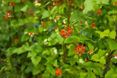 Kırmızı ve beyaz fasulye çiçekleri (Phaseolus coccineus) ev yapımı bahçedeki yeşil bitkiler üzerinde çiçek açıyor. Makro yakın plan. Organik tarım, sağlıklı yiyecekler, BIO videoları, doğa konseptine dönüş..