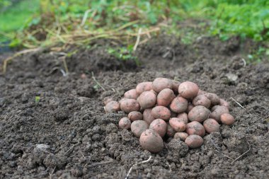Yeni toplanmış patates yığını, tarlada Solanum tüberozum. Ev yapımı bahçedeki topraktan patates kökü topluyorum. Organik tarım, sağlıklı yiyecekler, BIO videoları, doğa konseptine dönüş..