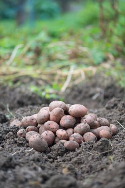 Yeni toplanmış patates yığını, tarlada Solanum tüberozum. Ev yapımı bahçedeki topraktan patates kökü topluyorum. Organik tarım, sağlıklı yiyecekler, BIO videoları, doğa konseptine dönüş..
