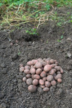 Yeni toplanmış patates yığını, tarlada Solanum tüberozum. Ev yapımı bahçedeki topraktan patates kökü topluyorum. Organik tarım, sağlıklı yiyecekler, BIO videoları, doğa konseptine dönüş..