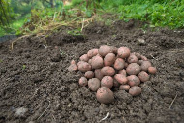 Yeni toplanmış patates yığını, tarlada Solanum tüberozum. Ev yapımı bahçedeki topraktan patates kökü topluyorum. Organik tarım, sağlıklı yiyecekler, BIO videoları, doğa konseptine dönüş..