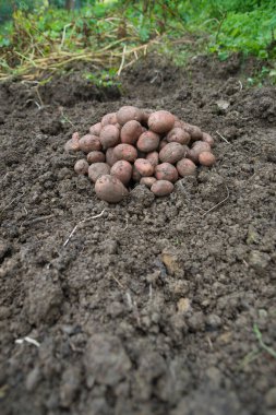 Yeni toplanmış patates yığını, tarlada Solanum tüberozum. Ev yapımı bahçedeki topraktan patates kökü topluyorum. Organik tarım, sağlıklı yiyecekler, BIO videoları, doğa konseptine dönüş..