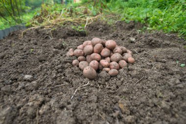 Yeni toplanmış patates yığını, tarlada Solanum tüberozum. Ev yapımı bahçedeki topraktan patates kökü topluyorum. Organik tarım, sağlıklı yiyecekler, BIO videoları, doğa konseptine dönüş..