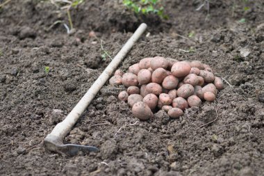 Yeni toplanmış patates yığını, tarlada çapalı Solanum tüberosum. Ev yapımı bahçedeki topraktan patates kökü topluyorum. Organik tarım, sağlıklı yiyecekler, BIO videoları, doğa konseptine dönüş..