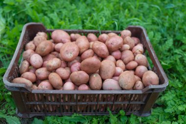 Yeni toplanmış patates yığını, çimlerin üzerinde plastik kutuda Solanum tüberosum. Ev yapımı bahçede patates kökü topluyorum. Organik tarım, sağlıklı yiyecekler, BIO videoları, doğa konseptine dönüş..