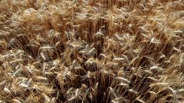 HD VIDEO 'da altın buğday (Triticum) alan arkaplanı. Olgun sarı mısır gevreği tarlaları hafif rüzgârda savruluyor ve tarım tarlalarında yetişmeye hazır. Yakın plan..