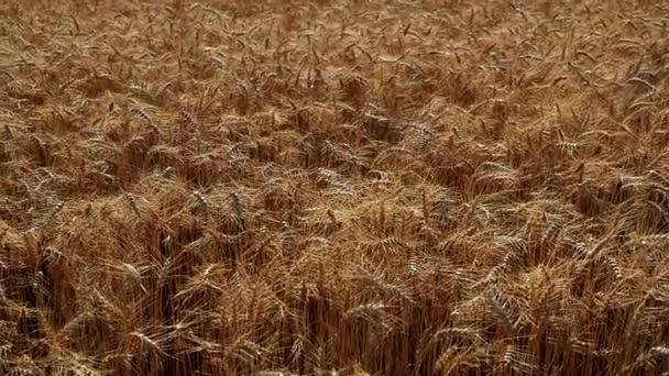 Goudtarwe Triticum Veldachtergrond Video Detail Van Rijpe Oren Van Geel — Stockvideo