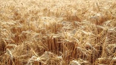 HD VIDEO 'da altın buğday (Triticum) alan arkaplanı. Olgun sarı mısır gevreği tarlaları hafif rüzgârda savruluyor ve tarım tarlalarında yetişmeye hazır. Yakın plan..