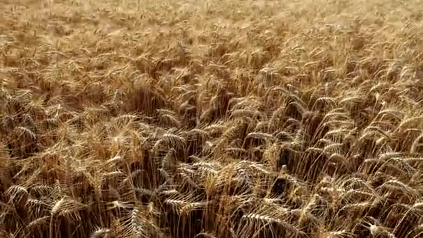 Trigo Dourado Triticum Fieldbackground Vídeo Detalhe Orelhas Maduras Campo Cereais — Vídeo de Stock