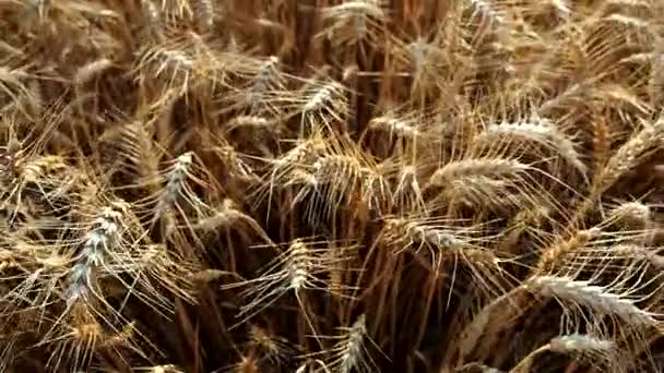 Triticum Video 필그림 부드러운 바람에서 흔들리는 노란색 곡물식밭의 농장에서 수있는 — 비디오