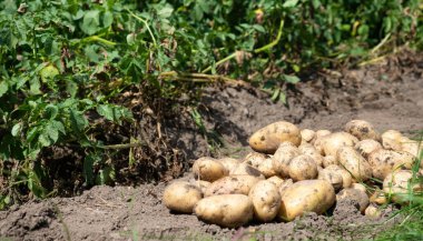 Yeni toplanmış patates yığını, tarlada Solanum tüberozum. Ev yapımı bahçedeki topraktan patates kökü topluyorum. Organik tarım, sağlıklı yiyecekler, BIO videoları, doğa konseptine dönüş..