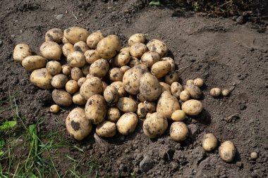 Yeni toplanmış patates yığını, tarlada Solanum tüberozum. Ev yapımı bahçedeki topraktan patates kökü topluyorum. Organik tarım, sağlıklı yiyecekler, BIO videoları, doğa konseptine dönüş..