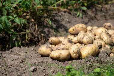 Yeni toplanmış patates yığını, tarlada Solanum tüberozum. Ev yapımı bahçedeki topraktan patates kökü topluyorum. Organik tarım, sağlıklı yiyecekler, BIO videoları, doğa konseptine dönüş..