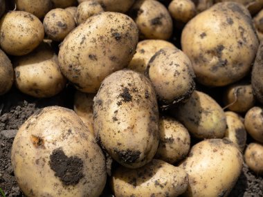 Yeni toplanmış patates yığını, tarlada Solanum tüberozum. Ev yapımı bahçedeki topraktan patates kökü topluyorum. Organik tarım, sağlıklı yiyecekler, BIO videoları, doğa konseptine dönüş..