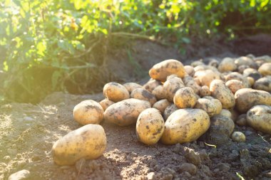 Yeni toplanmış patates yığını, tarlada Solanum tüberozum. Ev yapımı bahçedeki topraktan patates kökü topluyorum. Organik tarım, sağlıklı yiyecekler, BIO videoları, doğa konseptine dönüş..