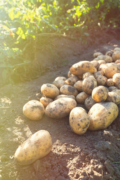 Pile of newly harvested potatoes - Solanum tuberosum on field. Harvesting potato roots from soil in homemade garden. Organic farming, healthy food, BIO viands, back to nature concept.