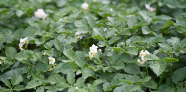 Çiçek açan patates bitkilerinin yatağı. Ev yapımı bahçede yetişen bir parça Solanum tüberosum bitkisi. Kapatın. Organik tarım, sağlıklı yiyecekler, BIO videoları, doğa konseptine dönüş..