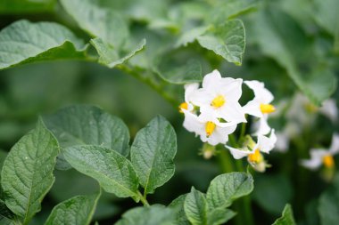 Patates bitkisinin beyaz çiçeği. Solanum tüberosum 'un güzel beyaz ve sarı çiçekleri ev yapımı bahçede yetişiyor. Kapatın. Organik tarım, sağlıklı yiyecekler, BIO virüsleri, doğaya dönüş..