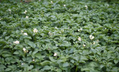 Çiçek açan patates bitkilerinin yatağı. Ev yapımı bahçede yetişen bir parça Solanum tüberosum bitkisi. Kapatın. Organik tarım, sağlıklı yiyecekler, BIO videoları, doğa konseptine dönüş..