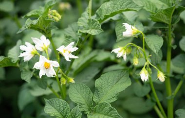 Patates bitkisinin beyaz çiçeği. Solanum tüberosum 'un güzel beyaz ve sarı çiçekleri ev yapımı bahçede yetişiyor. Kapatın. Organik tarım, sağlıklı yiyecekler, BIO virüsleri, doğaya dönüş..