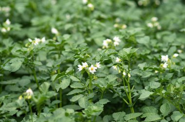 Çiçek açan patates bitkilerinin yatağı. Ev yapımı bahçede yetişen bir parça Solanum tüberosum bitkisi. Kapatın. Organik tarım, sağlıklı yiyecekler, BIO videoları, doğa konseptine dönüş..