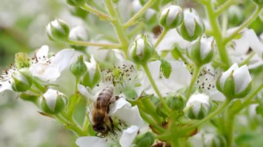Honey bee (Apis mellifera)collecting pollen from blooming white flowers of blackberry plant in the garden in 4K VIDEO. Close-up macro.