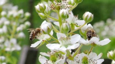 Honey bee (Apis mellifera)collecting pollen from blooming white flowers of blackberry plant in the garden in 4K VIDEO. Close-up macro.
