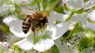 Honey bee (Apis mellifera)collecting pollen from blooming white flowers of blackberry plant in the garden in 4K VIDEO. Close-up macro.