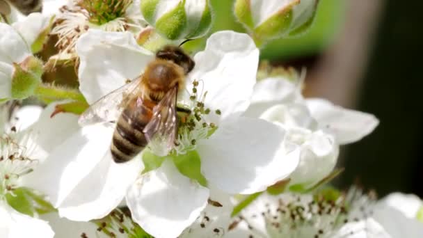 Honigbiene Apis Mellifera Sammelt Pollen Von Blühenden Weißen Blüten Der — Stockvideo