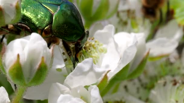 Hermosa Escarabajo Verde Metálico Conocido Como Escarabajo Junio Cetonia Aurata — Vídeos de Stock