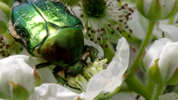 Hermosa Escarabajo Verde Metálico Conocido Como Escarabajo Junio Cetonia Aurata — Vídeos de Stock