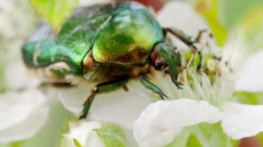 June Beetle (Cetonia aurata) olarak bilinen güzel metalik yeşil böcek, 4K VIDEO 'daki bahçede açan beyaz Blackberry çiçekleriyle besleniyor. Makroyu kapat.