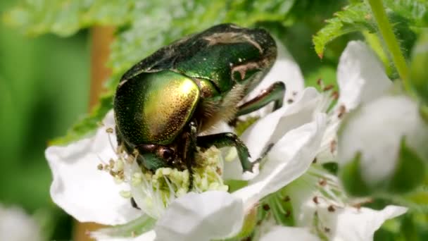 Schöne Metallisch Grüne Skarabäuswanze Bekannt Als Junikäfer Cetonia Aurata Die — Stockvideo