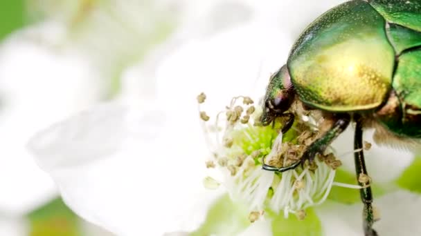 Gyönyörű Fémes Zöld Szkarabeusz Bogár Ismert June Beetle Cetonia Aurata — Stock videók