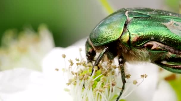 在4K Video的花园里 以盛开的黑莓白花为食的被称为 六月甲虫 月见草 的美丽金属绿色围巾虫 特写镜头宏观 — 图库视频影像