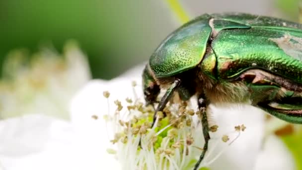 June Beetle Cetonia Aurata Olarak Bilinen Güzel Metalik Yeşil Böcek — Stok video