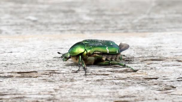 Bellissimo Scarabuccio Verde Metallico Conosciuto Come June Beetle Cetonia Aurata — Video Stock
