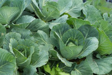 Taze yeşil lahana başları (Brassica oleracea) ve ev yapımı bahçede bir sürü yaprak yetişiyor. Yukarıdan bak, yakın plan. Organik tarım, sağlıklı yiyecekler, BIO videoları, doğa konseptine dönüş..