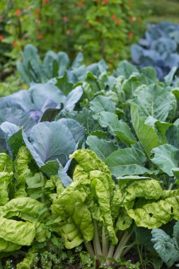 Ev yapımı bahçe sahasında çeşitli lahana yaprakları (braska). pazı (mangold), brassica, kohlrabi ve borecole ile sebze arması. Arka planda böbrek fasulyesi. Organik tarım, sağlıklı yiyecekler..