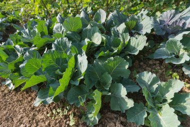 Taze yeşil lahana başları (Brassica oleracea) ve ev yapımı bahçelerde birçok yaprak yetişiyor. Organik tarım, sağlıklı yiyecekler, BIO virüsleri, doğaya dönüş..