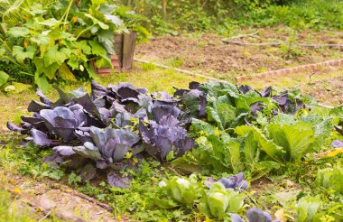 Ev yapımı bahçe sahasında çeşitli lahana yaprakları (braska). İçinde brassica, kırmızı ve savoy lahanası, kohlrabi ve borecole olan sebze tarlası. Arka planda bal kabağı bitkisi var. Organik tarım ve gıda.
