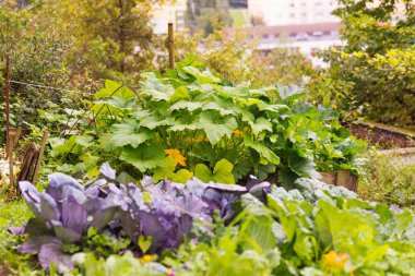 Ev yapımı bahçe sahasında çeşitli lahana yaprakları (braska). İçinde brassica, kırmızı ve savoy lahanası, kohlrabi ve borecole olan sebze tarlası. Arka planda bal kabağı bitkisi var. Organik tarım ve gıda.