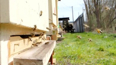 Bal arıları sürüsü (Apis mellifera) polen taşıyor ve SLOW MoTION HD VIDEOorganik BIO çiftçiliği, hayvan hakları, doğa kavramına geri dönmek için arı kovanına iniyor. Yakın çekim, çeyrek hız.