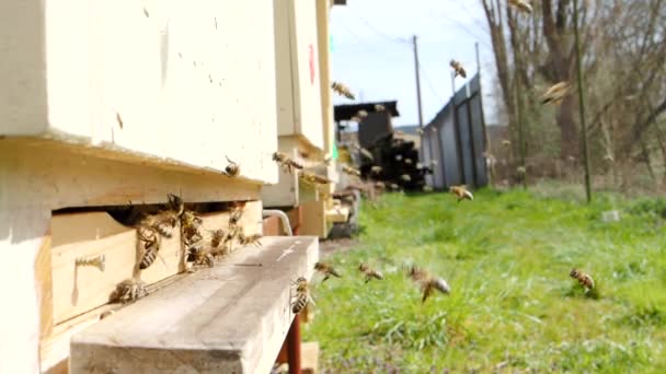 Roj Včel Medonosných Apis Mellifera Nesoucích Pyl Letící Přistávací Plochu — Stock video