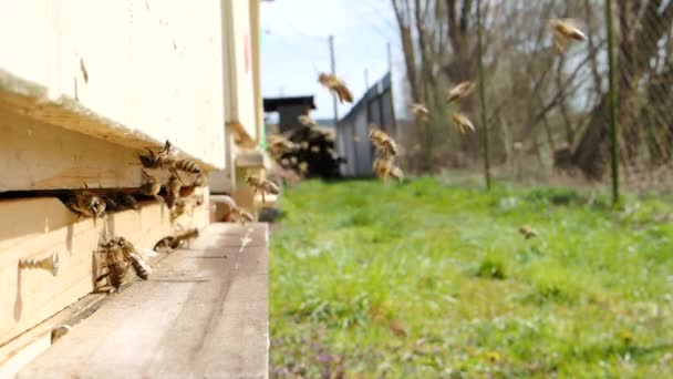 Enxame Abelhas Mel Apis Mellifera Levando Pólen Voando Para Placa — Vídeo de Stock