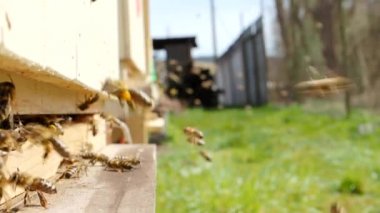 Bal arıları sürüsü (Apis mellifera) polen taşıyor ve SLOW MoTION HD VIDEOorganik BIO çiftçiliği, hayvan hakları, doğa kavramına geri dönmek için arı kovanına iniyor. Yakın çekim, çeyrek hız.